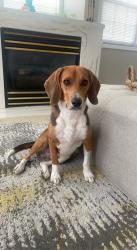 Lost Male Dog last seen Bear creek train Fairburn ga, Newton County, GA 30055