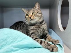 Shelter Stray Male Cat last seen belonged to store located at 405 Central Park West ground floor, NEW YORK, NY, 10025, 326 E 110th St, New York, NY 10029, USA