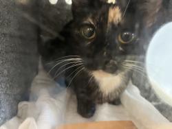 Shelter Stray Female Cat last seen Near Grand Concourse, BRONX, NY, 10456, 326 E 110th St, New York, NY 10029, USA