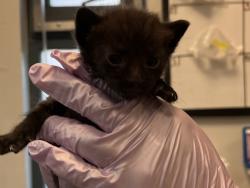 Shelter Stray Male Cat last seen Near Grand Concourse, BRONX, NY, 10456, 326 E 110th St, New York, NY 10029, USA