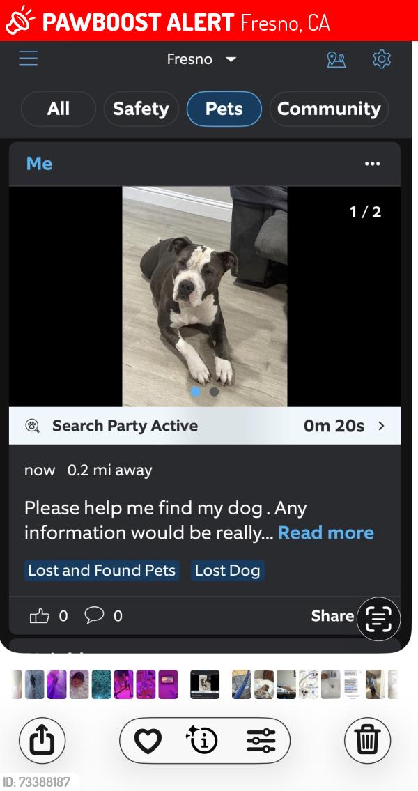 Lost Female Dog last seen Barton and ashlen, Fresno, CA 93726