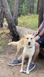 Reunited Male Dog last seen 113th and Tennessee, Avondale, AZ 85323