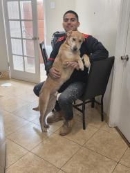 Reunited Male Dog last seen Mission hills por la san jose, Los Angeles, CA 91345