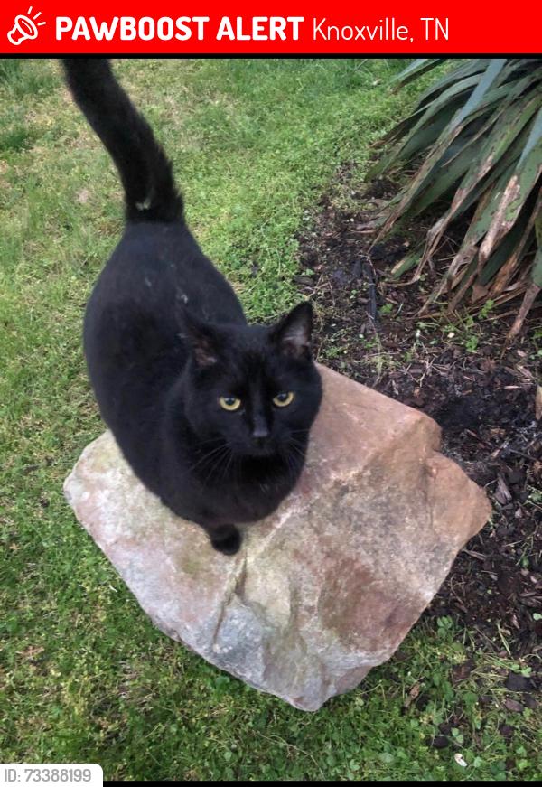 Lost Male Cat last seen Effort and E Lincoln Dr, Knoxville, TN 37918