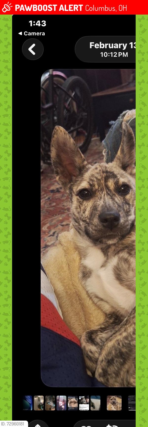 Lost Female Dog last seen West Broad St, Columbus, OH 43223