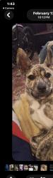 Lost Female Dog last seen West Broad St, Columbus, OH 43223