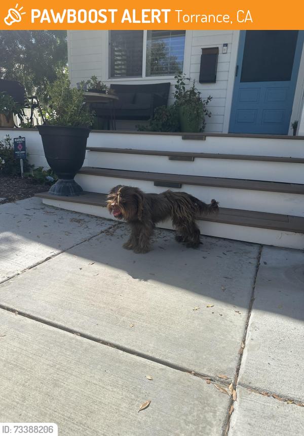 Found/Stray Unknown Dog last seen Artesia, Torrance, CA 90504