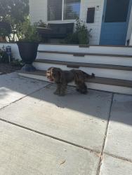 Found/Stray Unknown Dog last seen Artesia, Torrance, CA 90504