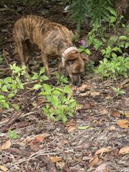 Found/Stray Female Dog last seen Golf and center, Ormond Beach, FL 32117