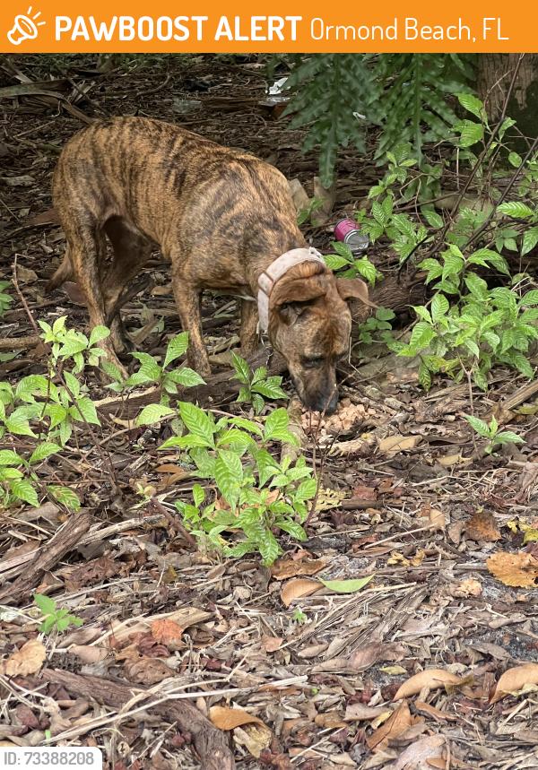 Found/Stray Female Dog last seen Golf and center, Ormond Beach, FL 32117