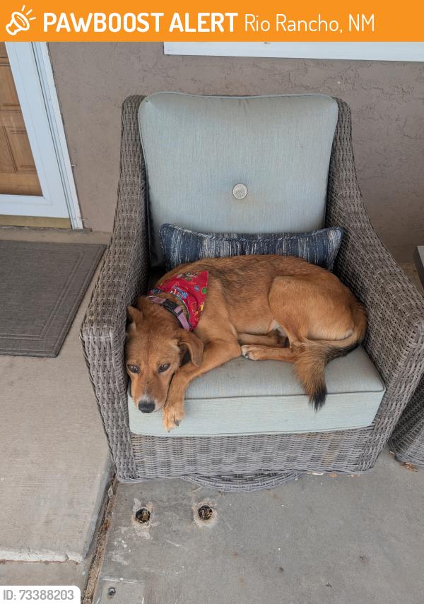 Found/Stray Unknown Dog last seen 21st and leonard, Rio Rancho, NM 87124