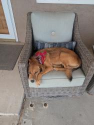 Found/Stray Unknown Dog last seen 21st and leonard, Rio Rancho, NM 87124