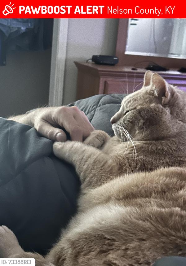 Lost Male Cat last seen Monks Rd New Haven Kentucky, Nelson County, KY 40051