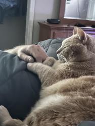 Lost Male Cat last seen Monks Rd New Haven Kentucky, Nelson County, KY 40051