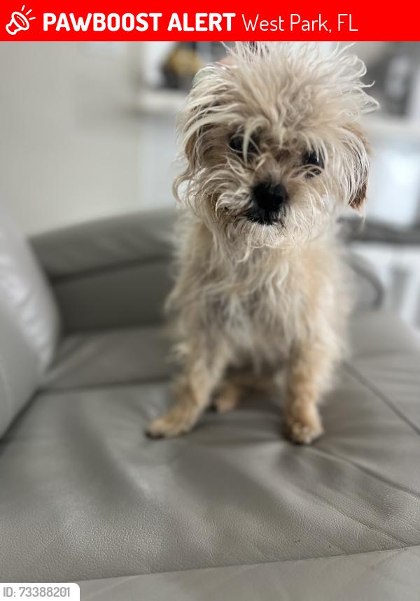 Lost Female Dog last seen west park 45 terrace, West Park, FL 33023