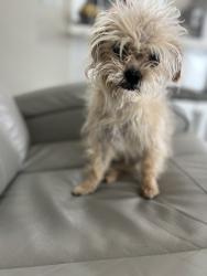Lost Female Dog last seen west park 45 terrace, West Park, FL 33023
