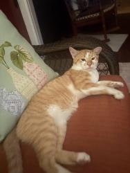 Found/Stray Male Cat last seen Exit 46 off 395, Putnam, CT 06260