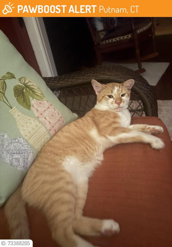 Found/Stray Male Cat last seen Exit 46 off 395, Putnam, CT 06260