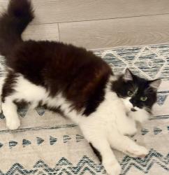 Reunited Female Cat last seen De Soto, Gould way, Crawford, Rancho Cordova, CA 95827
