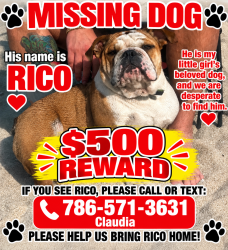 Lost Male Dog last seen Miami gardens, Miami Gardens, FL 33056