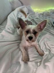 Lost Female Dog last seen Monument academy public charter school, Washington, DC 20002