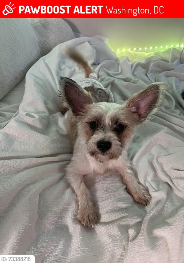 Lost Female Dog last seen Monument academy public charter school, Washington, DC 20002