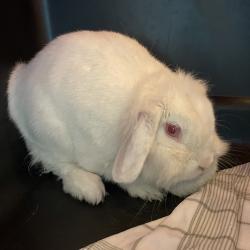 Shelter Stray Female Rabbit last seen , 361 S Raymond Ave, Pasadena, CA 91105, USA