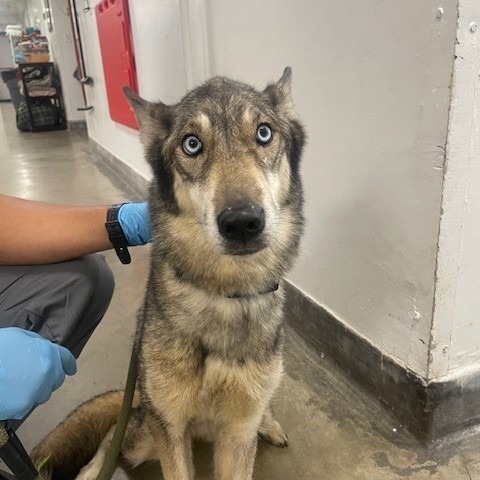 Shelter Stray Female Dog last seen , 12910 Yukon Ave, Hawthorne, CA 90250, USA