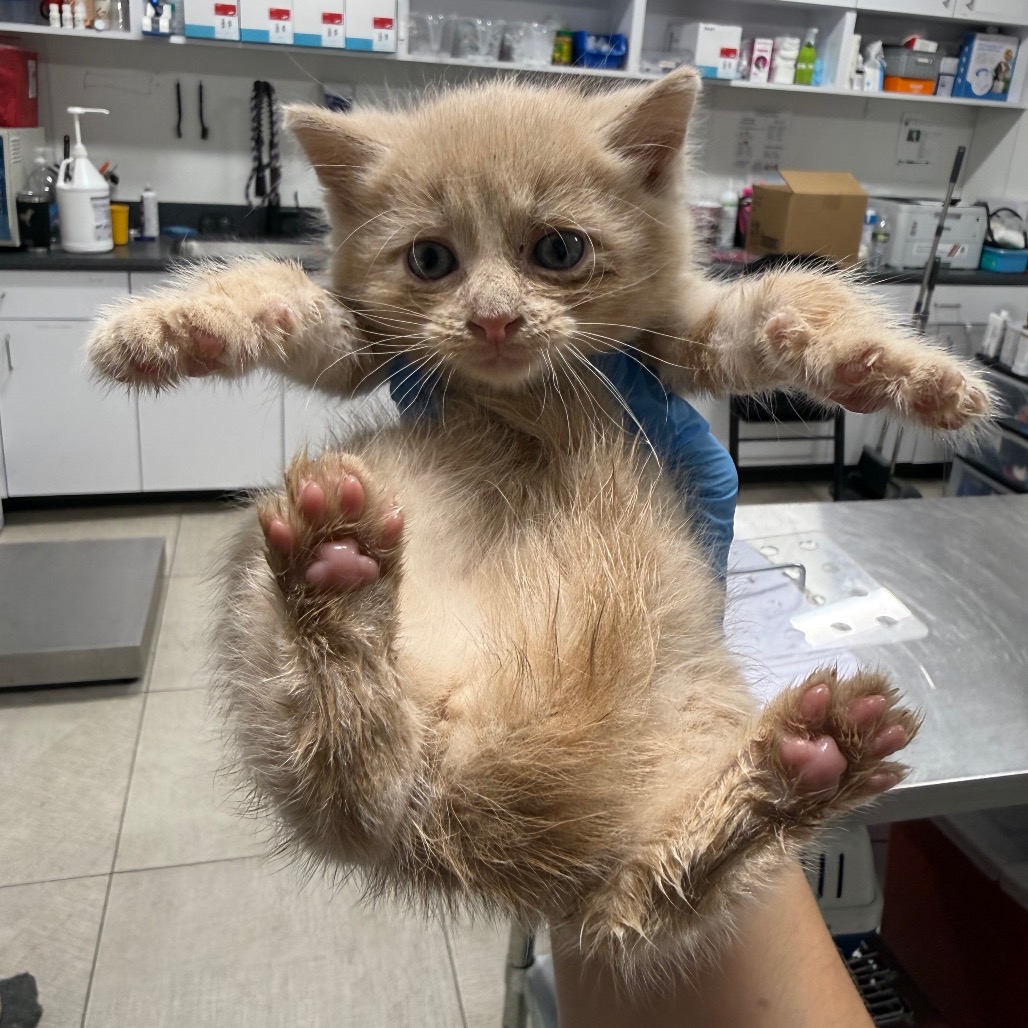 Shelter Stray Male Cat last seen , 124 Evergreen Ave, Newark, NJ 07114, USA