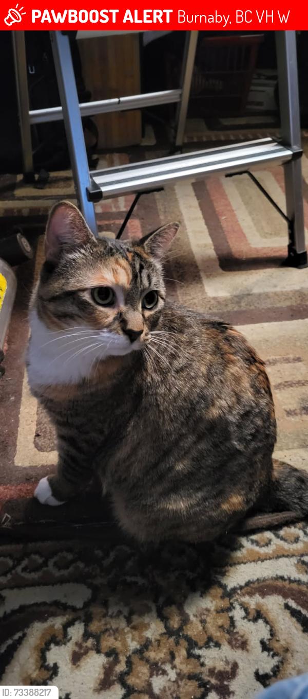 Lost Female Cat last seen Randolph avenue and Bryant street, Burnaby, BC V5H 3W3