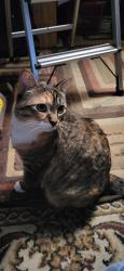 Lost Female Cat last seen Randolph avenue and Bryant street, Burnaby, BC V5H 3W3