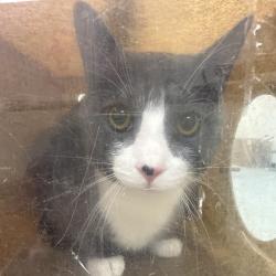 Shelter Stray Unknown Cat last seen , Animal Care & Control Team of Philly, 111 W Hunting Park Ave, Philadelphia, PA 19140, USA