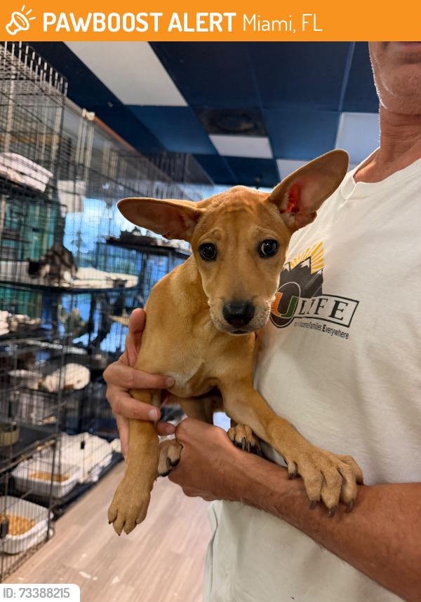 Found/Stray Female Dog last seen Near NW 54th St Miami, FL  33142, Miami, FL 33142