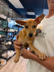 Found/Stray Female Dog last seen Near NW 54th St Miami, FL  33142, Miami, FL 33142