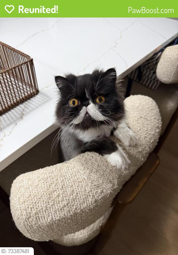 Reunited Male Cat last seen Loveland, Point Pleasant, NJ 08742