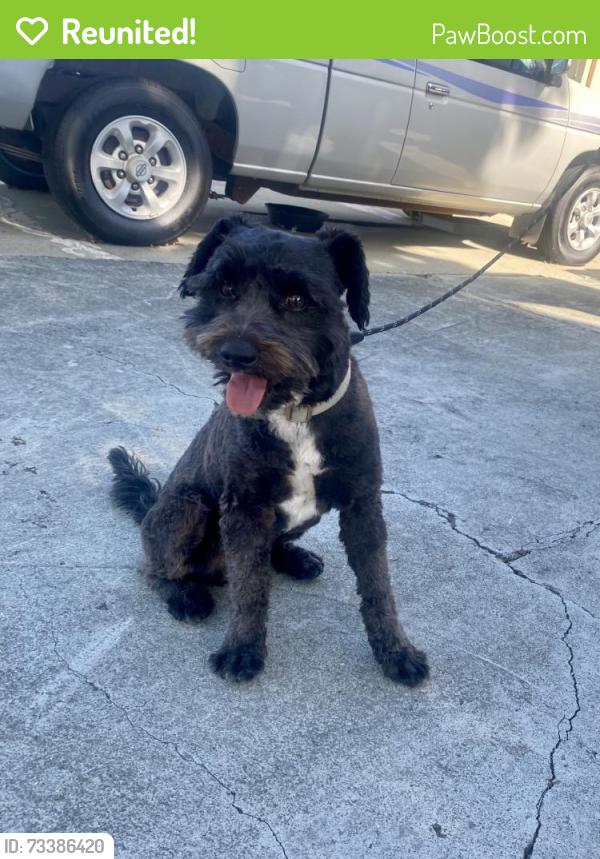 Reunited Male Dog last seen Silvera St, Smithwood, Milpitas, CA 95035