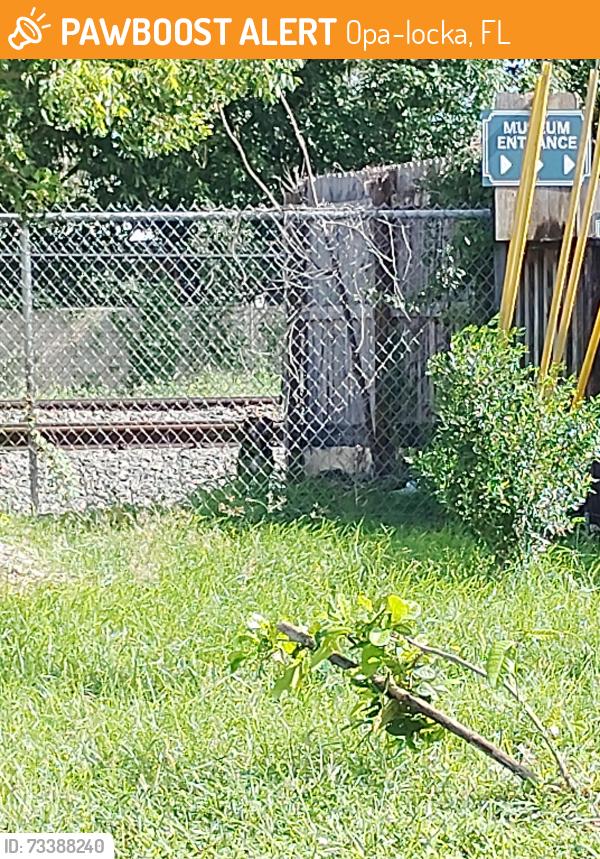 Found/Stray Unknown Dog last seen Right next to the train tracks on the next parking lot. It's behind a metal gate and in front of the train tracks., Opa-locka, FL 33054