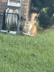 Found/Stray Unknown Cat last seen Opelousas,La, Opelousas, LA 70570