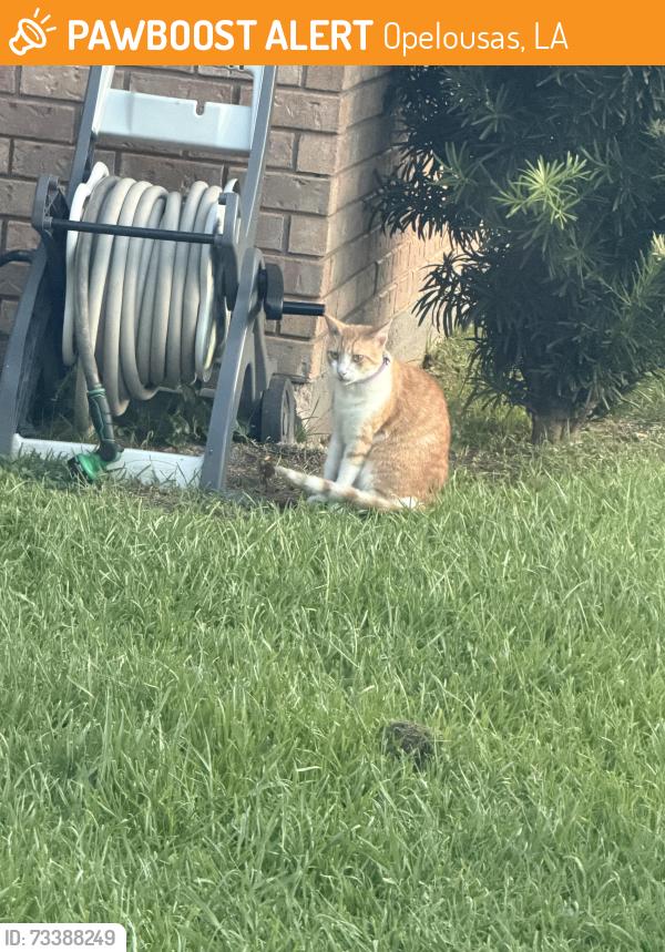 Found/Stray Unknown Cat last seen Opelousas,La, Opelousas, LA 70570