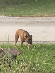 Found/Stray Female Dog last seen Address was already put jn, Dallas, TX 75243