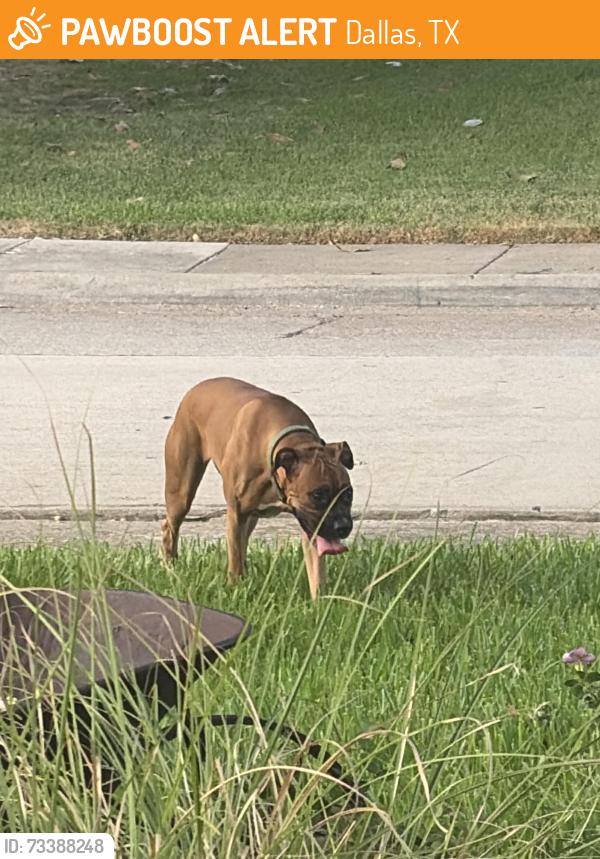 Found/Stray Female Dog last seen Address was already put jn, Dallas, TX 75243