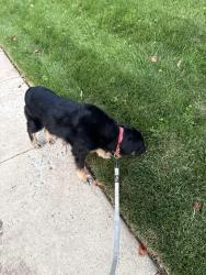 Reunited Female Dog last seen Walnut street Jenkintown, Jenkintown, PA 19046