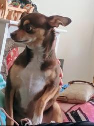 Reunited Female Dog last seen Mosby St & Manassas Dr., Manassas, VA 20110