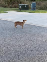 Found/Stray Female Dog last seen Close to intersection of 112 and Harber Ave, Springdale, AR 72762