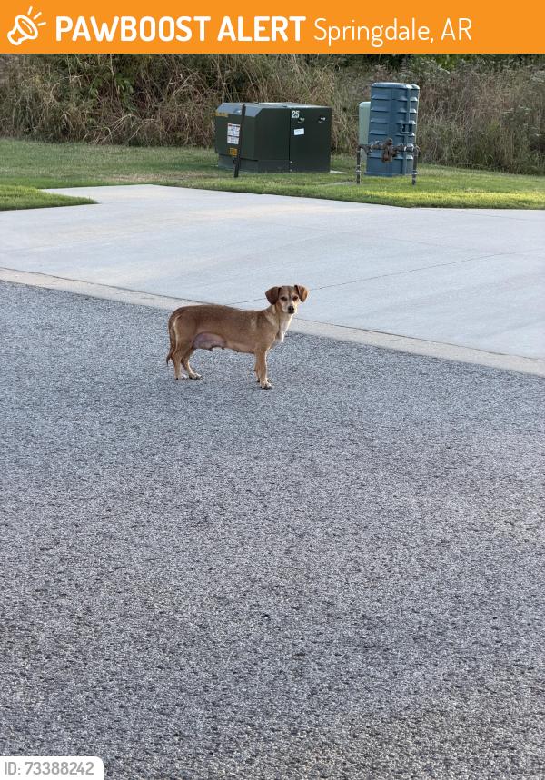 Found/Stray Female Dog last seen Close to intersection of 112 and Harber Ave, Springdale, AR 72762