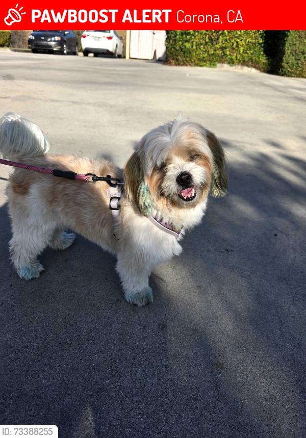 Lost Male Dog last seen Sherman av and Smith av, Corona, CA 92882