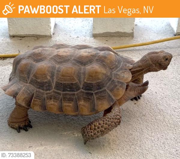 Found/Stray Male Reptile last seen Rainbow Family Park, Las Vegas, NV 89117