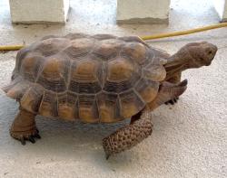 Found/Stray Male Reptile last seen Rainbow Family Park, Las Vegas, NV 89117