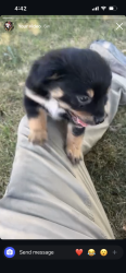 Lost Female Dog last seen Bess pl, Stockton, CA 95206