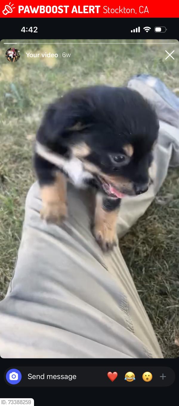 Lost Female Dog last seen Bess pl, Stockton, CA 95206